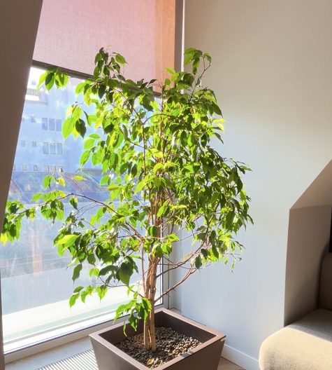 Plantas de interior rosa de uma empresa