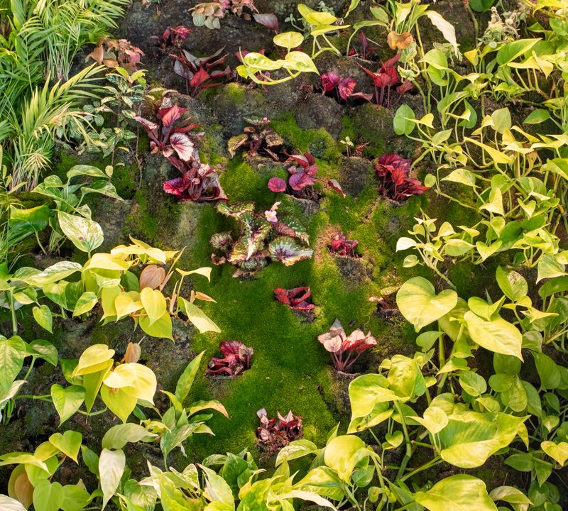 Uma imagem de um jardim vertical verde e roxo