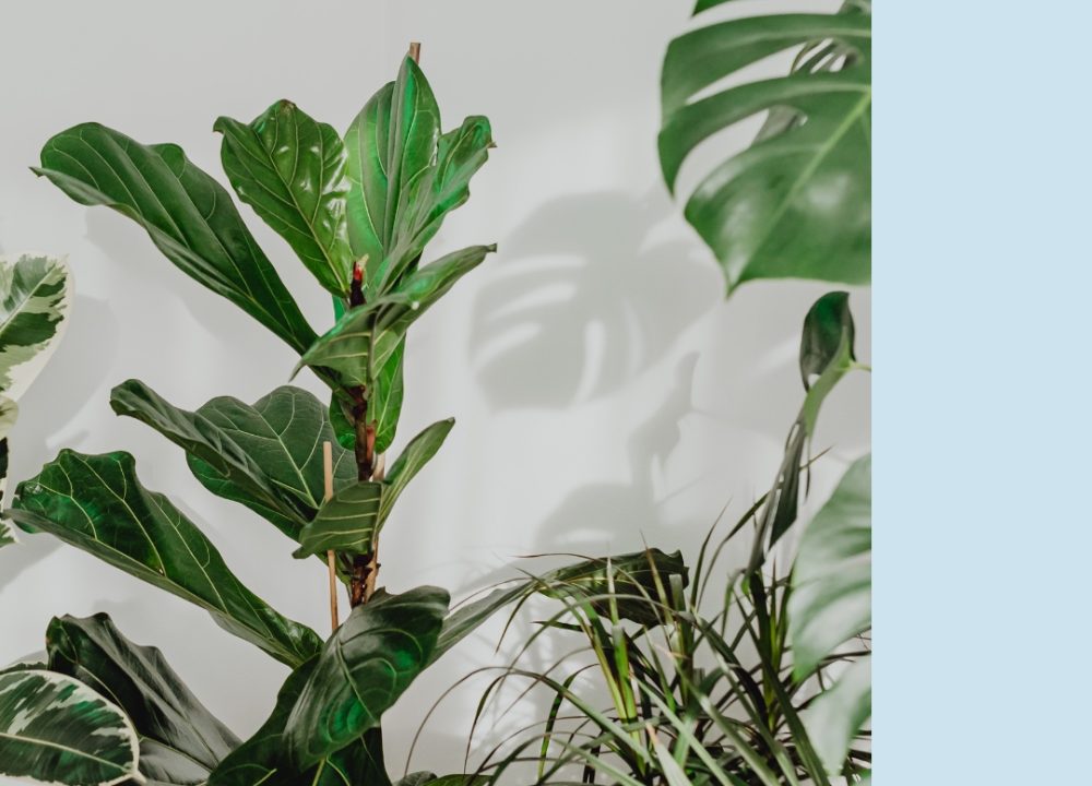 Imagem de um escritório com plantas interiores